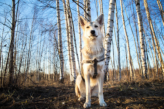 Beautiful Young Dog At Walk In Forest On Sunset. Lens Flare