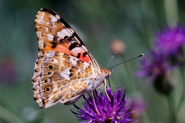 butterfly on flower