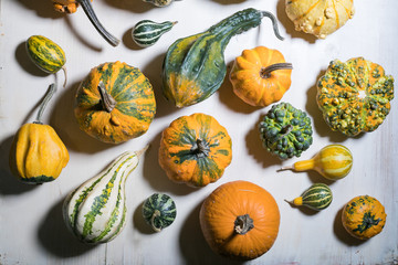 large group of pumpkin and squash