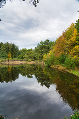 Im Wasser spiegelnde Bäume