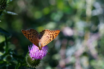 Beautiful pictures of butterflies in nature. Macrophotography of nature. Beautiful natural background.
