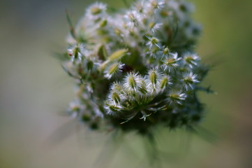 Obraz premium wild flower