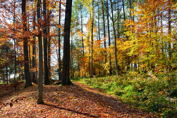 Fototapeta premium Autumn forest landscape in Low Beskids (Beskid Niski), Poland