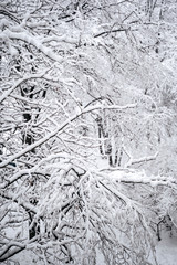 Tree branches in the snow. Photo of snow covered branches of plants and trees in winter