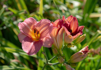 pink flower in the garden