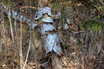 Fallen Birch