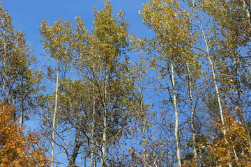 Aspens in Early Autumn