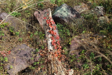 Virginia Creeper on Tree Stump