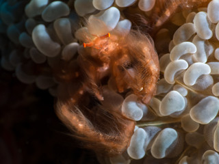 closeup of an orangutan crab on a tropical reef © Jimmy