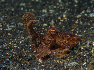 Mototi octopus during threat display