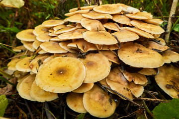 Armillaria mellea , a group of mushrooms grows on the tree stump