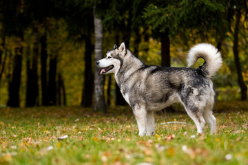 dog on an autumn walk, breed Alaskan Malamute
