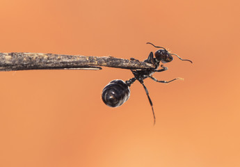 Winged ants usually emerge from the anthill after periods of rain followed by sunny days Camponotus species I think called alates swarmers or reproductives ants