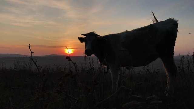 Silhouette of cow eating grass in field at sunset.