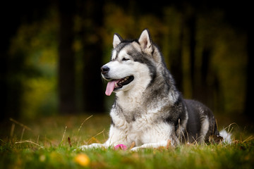 dog on an autumn walk, breed Alaskan Malamute