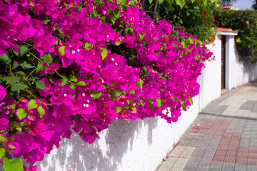Fototapeta na wymiar White wall with pink flowers