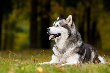 dog on an autumn walk, breed Alaskan Malamute