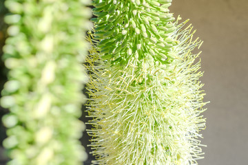 foxtail agave bloom