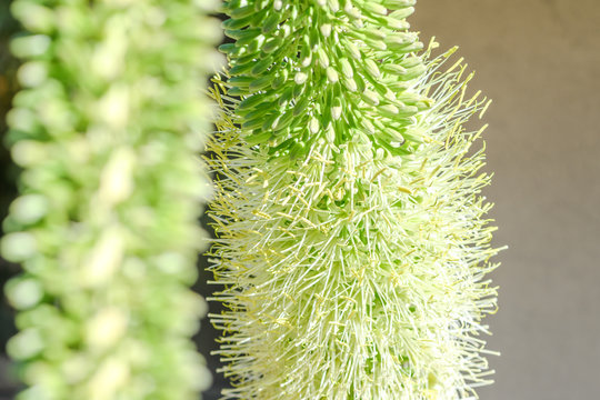 Foxtail Agave Bloom