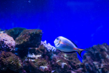 Obraz na płótnie Canvas Sohal Surgeonfish Tang Acanthurus sohal in Aquarium
