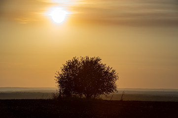 single tree at sunset in the field.