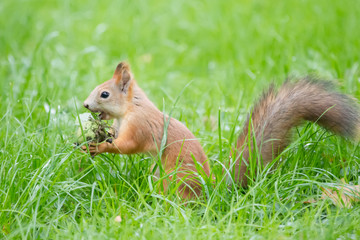 Squirrel with a nut in green grass