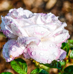 droplets on rose