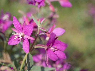 close up blooming pink flowers of the willowherb, Chamaenerion angustifolium known as fireweed, great willowherb, rosebay willowherb on a bokeh blurred green background. Copy space