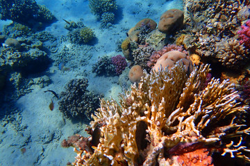 coral reef in egypt