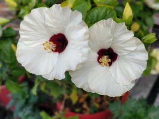 red poppy flower in the garden