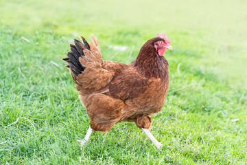 Hen on an organic farm. Free range chicken. Happy Hen.