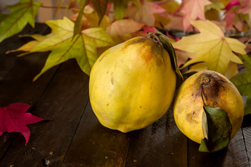 Quince raw fruits on the wooden kitchen table