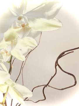 Over-Exposed White Close-Up Orchid Abstract 04