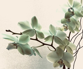 Abstract Green Orchid 10