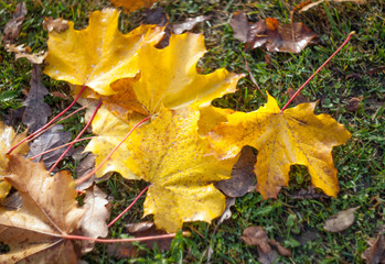 Closeup Yellow autumn maple leaves on the grass lying on a blurred background.