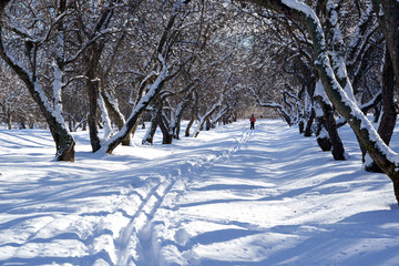 Beautiful winter landscape with snow covered trees