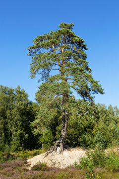 Scotch pine tree in a German heath
