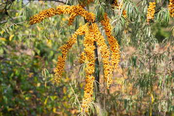 Branch of sea buckthorn in a garden