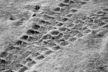 Car tyre prints in snow in black and white.