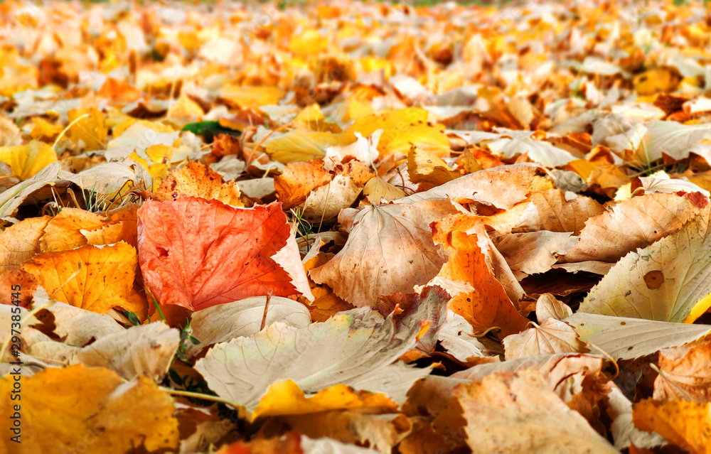 Sticker autumn leaves in beautiful fall park