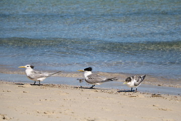 Family of Thalasseus elegans in Western Australia