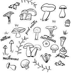 Hand drawn vector black mushrooms on a white background