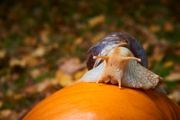 Snail crawling on a pumpkin. Selective focus