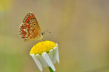 Polyommatus agestis 651