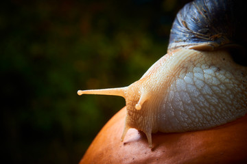 Snail crawling on a pumpkin. Selective focus