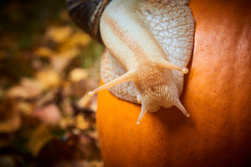 Snail crawling on a pumpkin. Selective focus