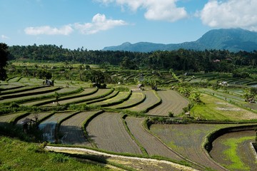Wide landscape with rice fields and mountains