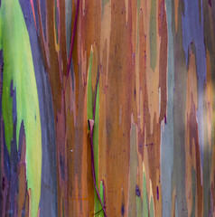 rainbow eucalyptus bark