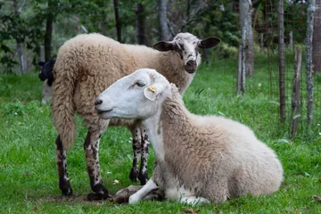 Fotobehang schapen in een veld © yacald