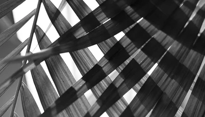 Palmblatt. Tropische Pflanzen. Naturhintergrund. © Liliia